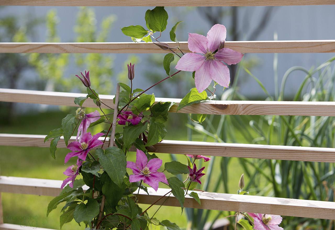 Проект Крекшино